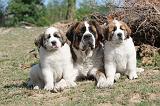 SAINT BERNARD 004